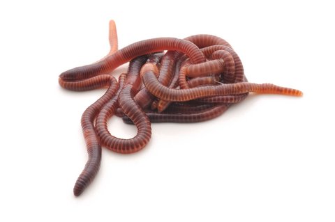 Earthworms for Sale (Red wigglers)