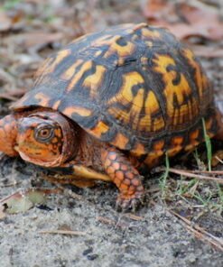 Eastern Box Turtle for Sale