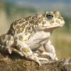 Egyptian Toad for Sale
