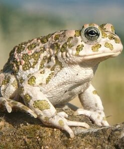 Egyptian Toad for Sale