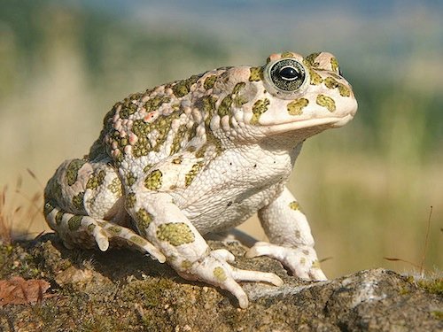 Egyptian Toad for Sale