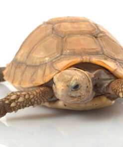 Elongated Tortoise for Sale