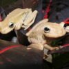 Emerald Eye Tree Frog for Sale