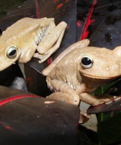 Emerald Eye Tree Frog for Sale