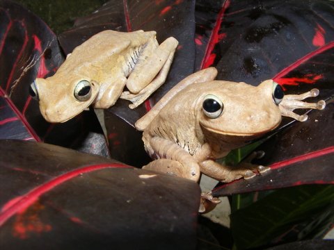 Emerald Eye Tree Frog for Sale