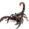 Emperor Scorpion for Sale