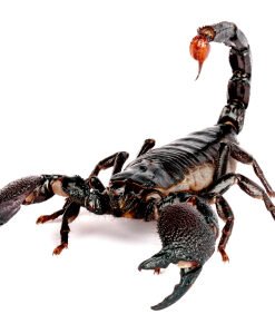 Emperor Scorpion for Sale