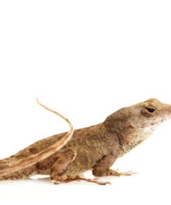 Feeder Anoles for Sale