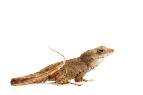 Feeder Anoles for Sale