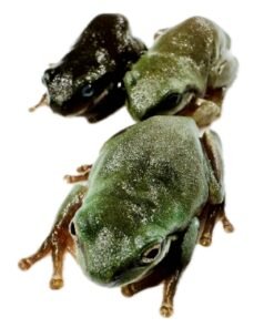 Feeder Frogs for Sale