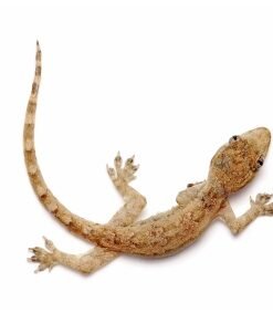 Feeder House Geckos for Sale