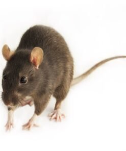 Feeder Mice for Sale