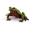 Fired Bellied Toad for Sale