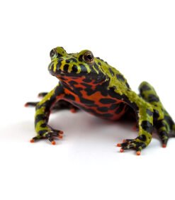 Fired Bellied Toad for Sale