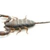 Flat Rock Scorpion for Sale