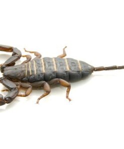 Flat Rock Scorpion for Sale