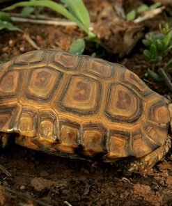 Forest Hingeback Tortoise for Sale