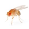 Fruit Flies for Sale