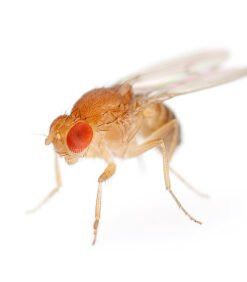 Fruit Flies for Sale