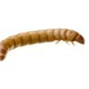 Giant Mealworms for Sale