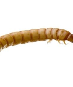 Giant Mealworms for Sale