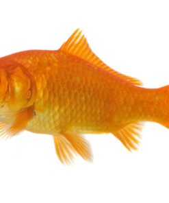 Goldfish for Sale