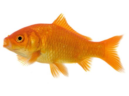 Goldfish for Sale