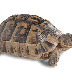 Greek Tortoise for Sale