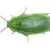 Green Banana Roaches for Sale