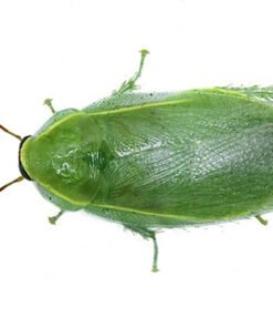 Green Banana Roaches for Sale