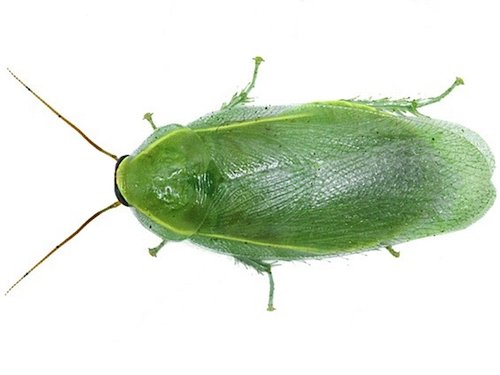 Green Banana Roaches for Sale