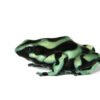 Green and Black Poison Dart Frog for Sale