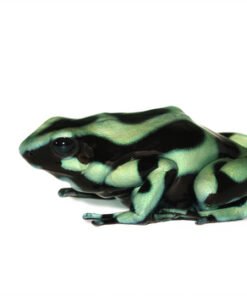 Green and Black Poison Dart Frog for Sale