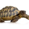 Hermans Tortoise for Sale