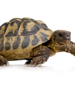 Hermans Tortoise for Sale