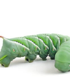 Hornworms for Sale