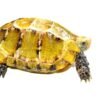 Impressed Tortoise for Sale