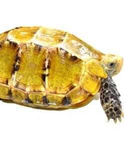 Impressed Tortoise for Sale