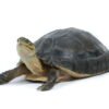 Indonesian Box Turtle for Sale
