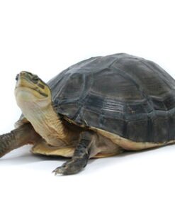 Indonesian Box Turtle for Sale