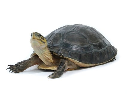 Indonesian Box Turtle for Sale