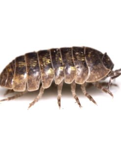 Isopods for Sale