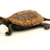 Japanese Pond Turtle for Sale