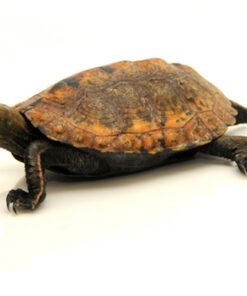 Japanese Pond Turtle for Sale