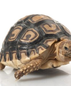 Leopard Tortoise for Sale