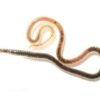 Live Blackworms for Sale