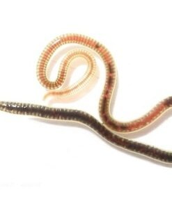 Live Blackworms for Sale