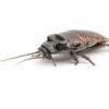 Madagascar Hissing Cockroaches for Sale