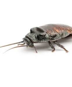Madagascar Hissing Cockroaches for Sale