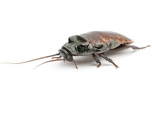 Madagascar Hissing Cockroaches for Sale